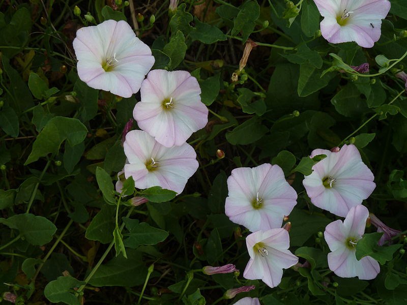 Parco della Caffarella -Convolvulus arvensis